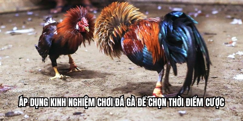 Áp dụng kinh nghiệm chơi đá gà để chọn thời điểm cược