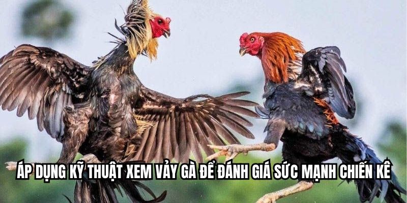 Áp dụng kỹ thuật xem vảy gà để đánh giá sức mạnh chiến kê