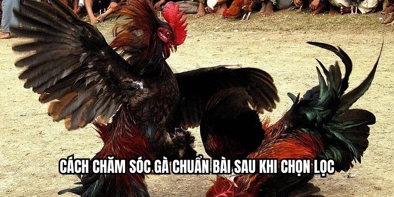 Kỹ thuật xem chân vảy gà được cao thủ tin dùng