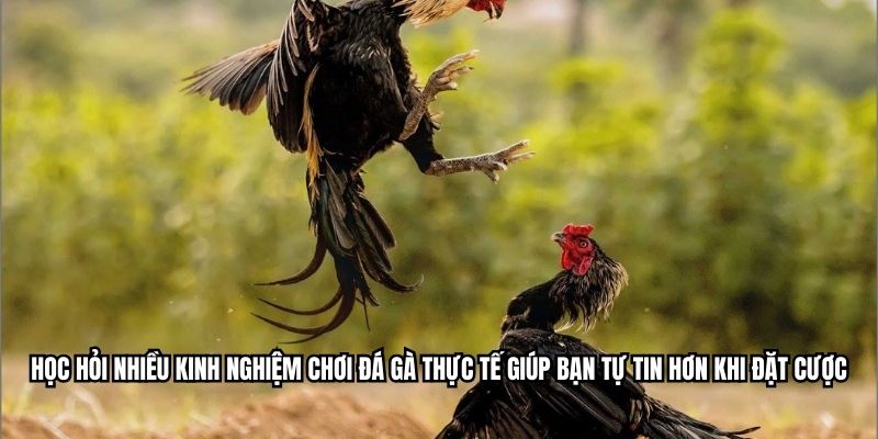 Học hỏi nhiều kinh nghiệm chơi đá gà thực tế giúp bạn tự tin hơn khi đặt cược