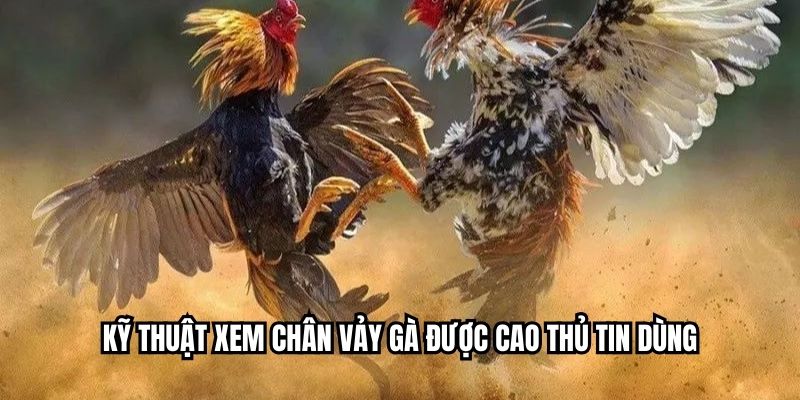 Kỹ thuật xem chân vảy gà được cao thủ tin dùng