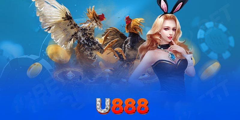 Lợi ích khi tham gia đá gà U888