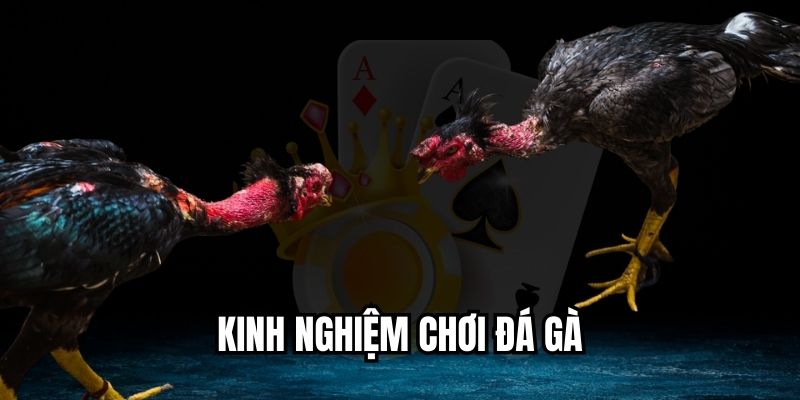 kinh nghiệm chơi đá gà
